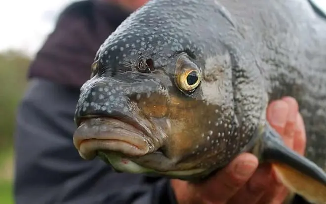 Bream