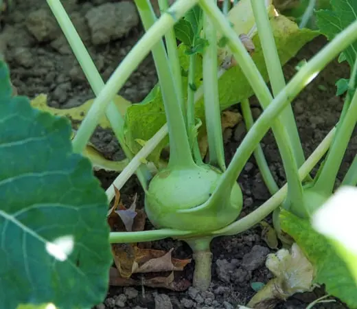 Kohlrabi cabbage