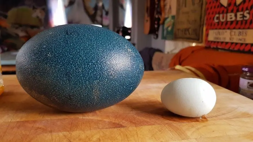 Emu eggs