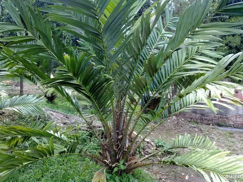 Salak (snake fruit)