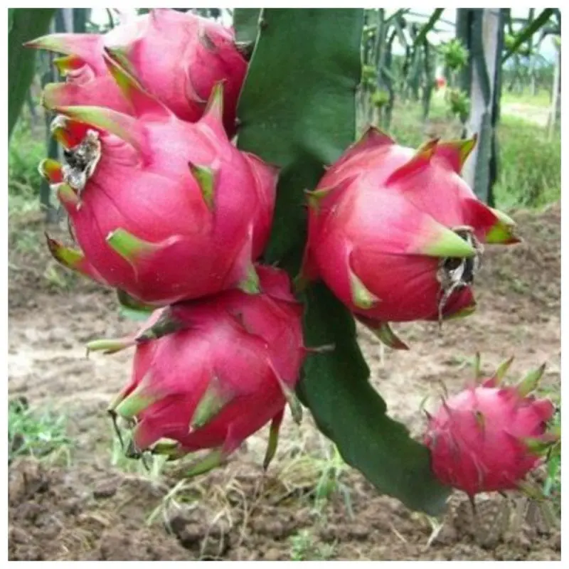 Dragon Fruit