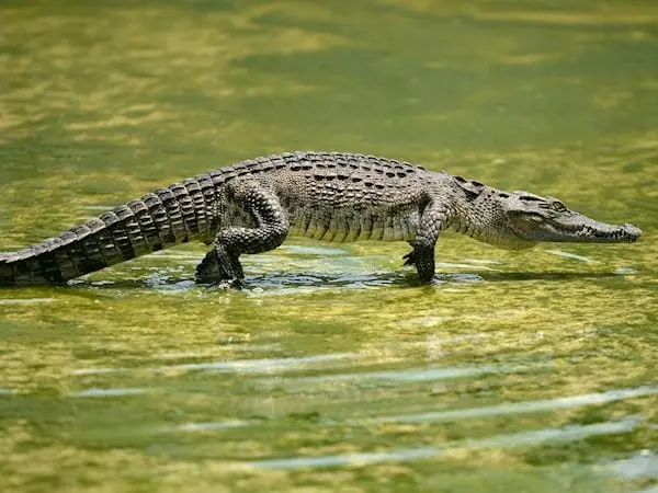 Crocodile meat