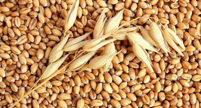 Pearl barley