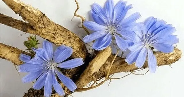 Chicory