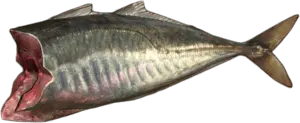 Mackerel