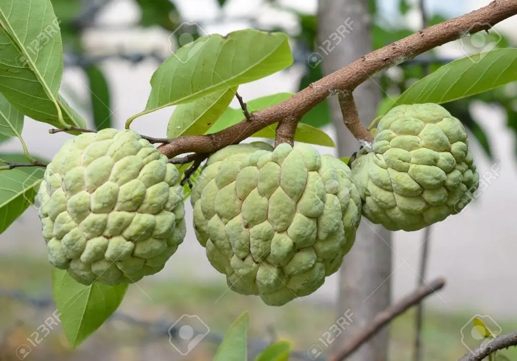 Annona