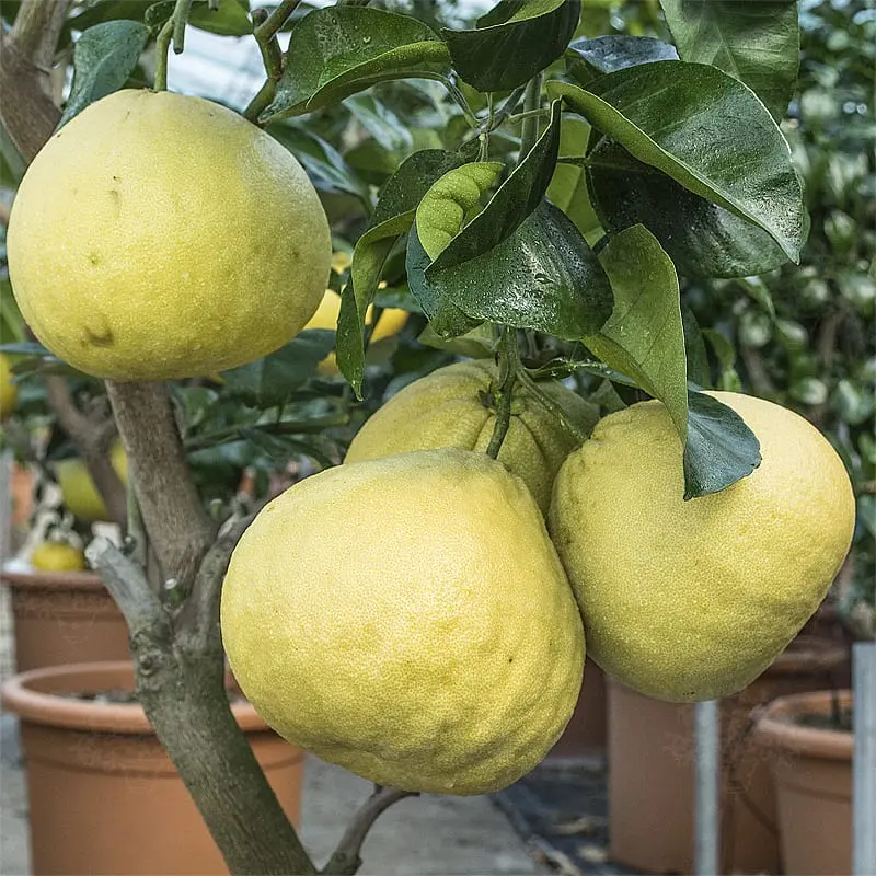 Pomelo