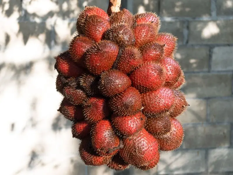 Salak (snake fruit)