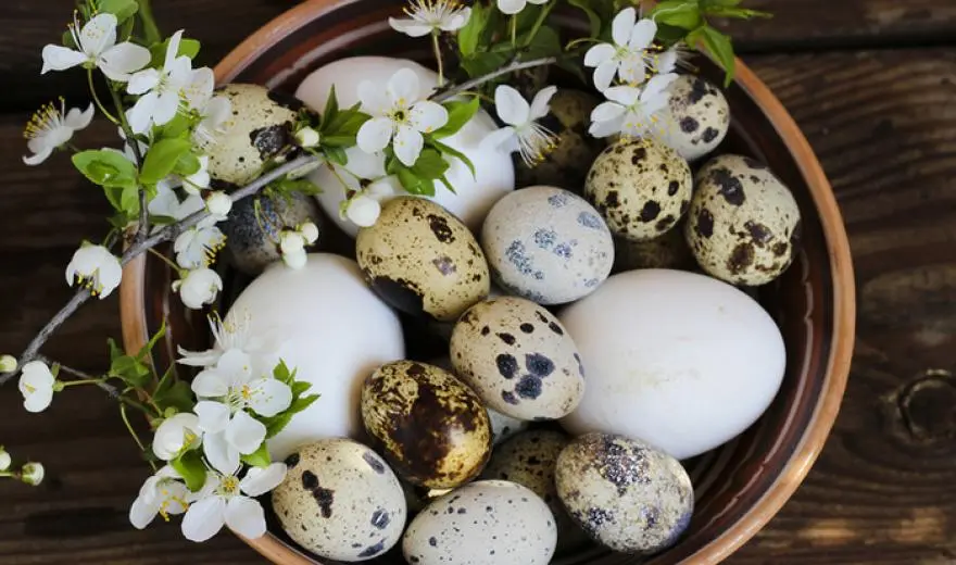 Quail eggs