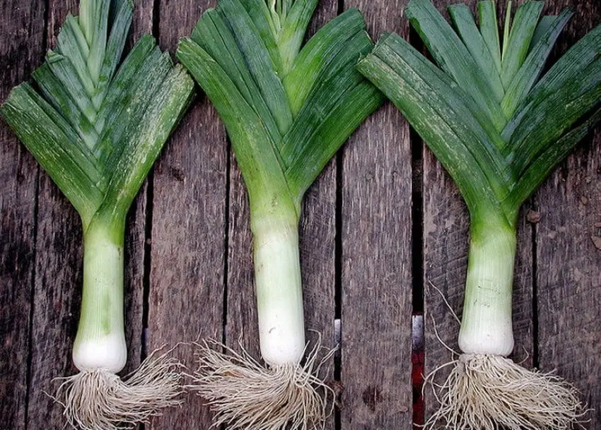 Leeks