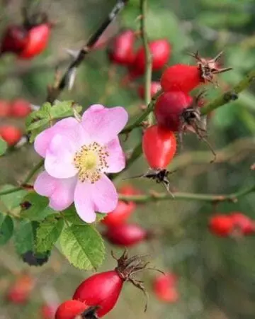 Rosehip