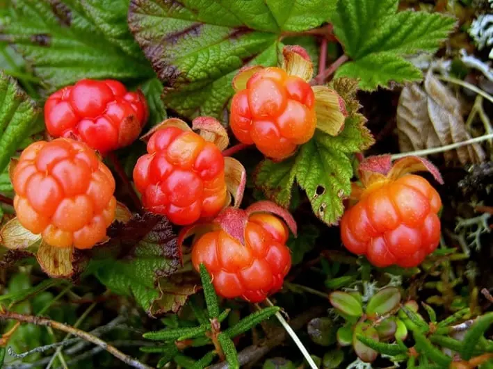 Cloudberry