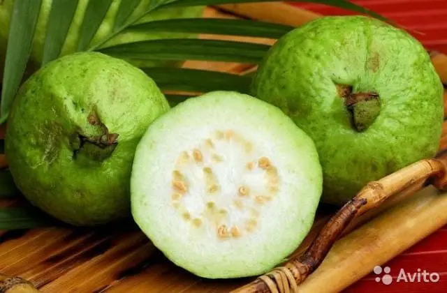 Guava