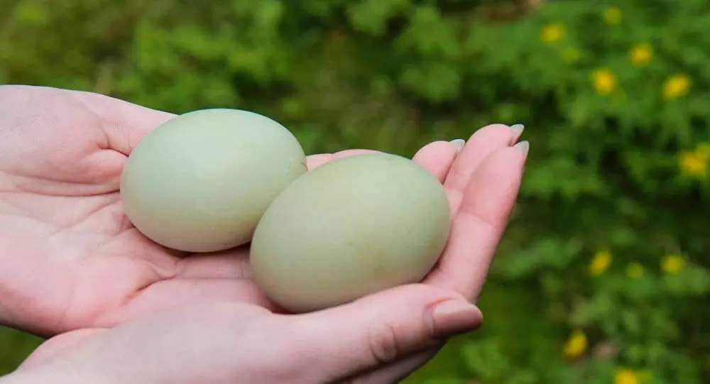 Goose eggs