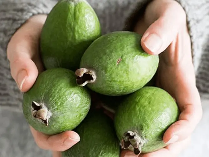 Feijoa