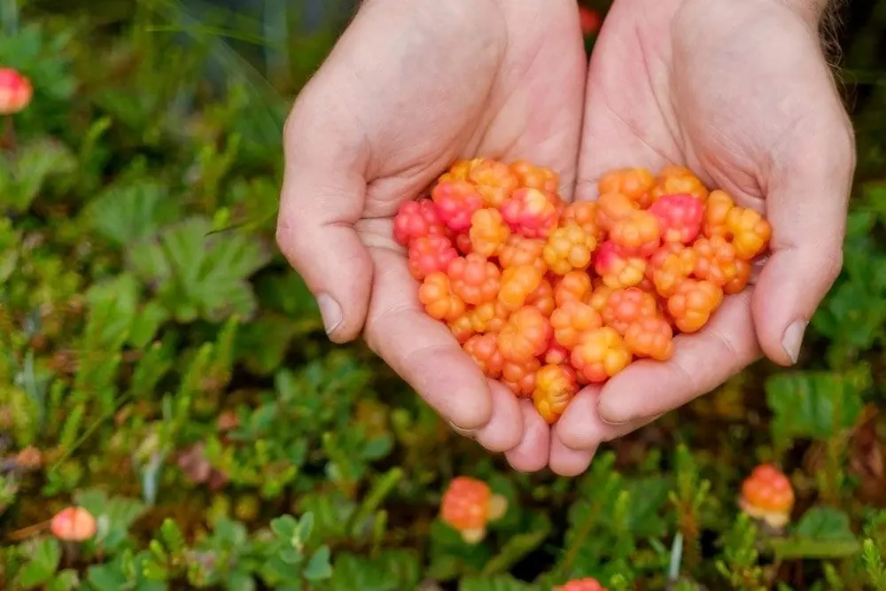 Cloudberry