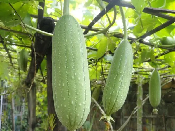 Luffa