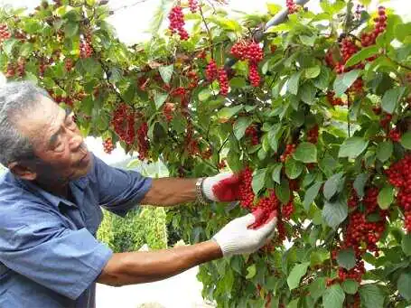 Chinese Schisandra