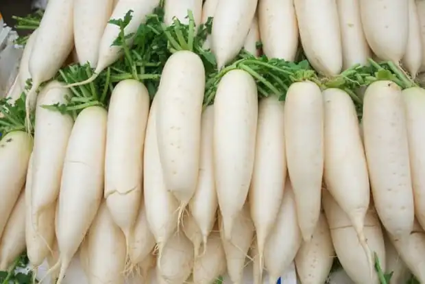 Japanese daikon radish