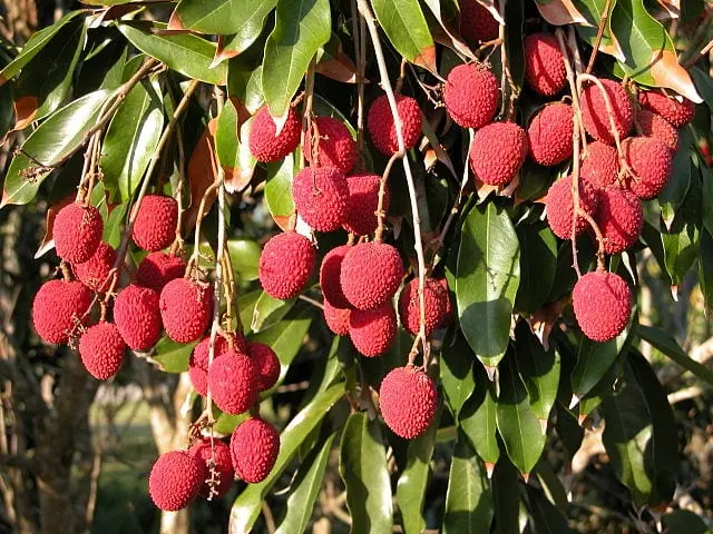 Lychee