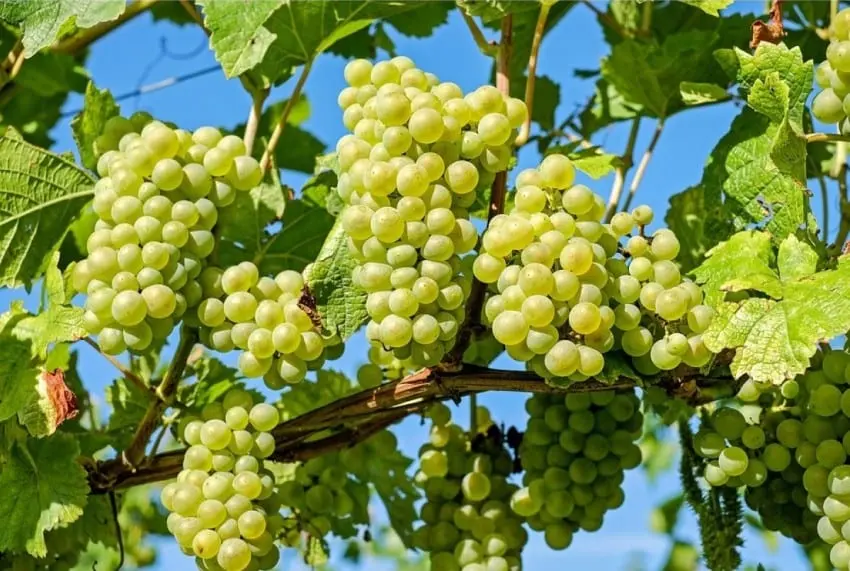 Grapes