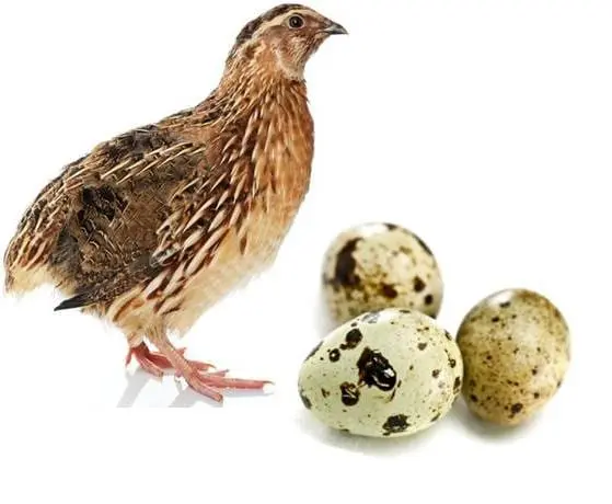 Quail eggs