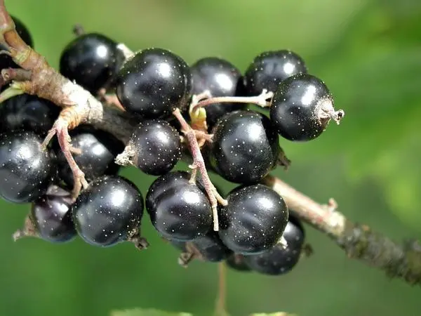 Black currant