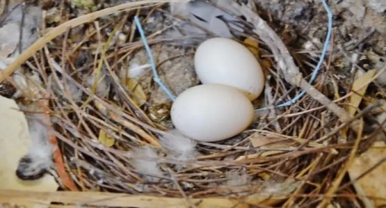 Pigeon eggs