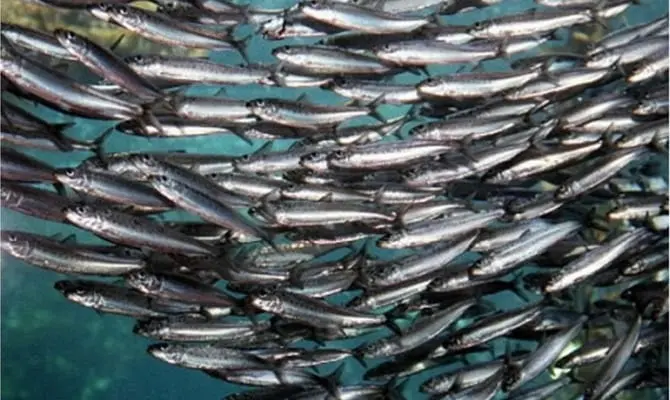 Sardines