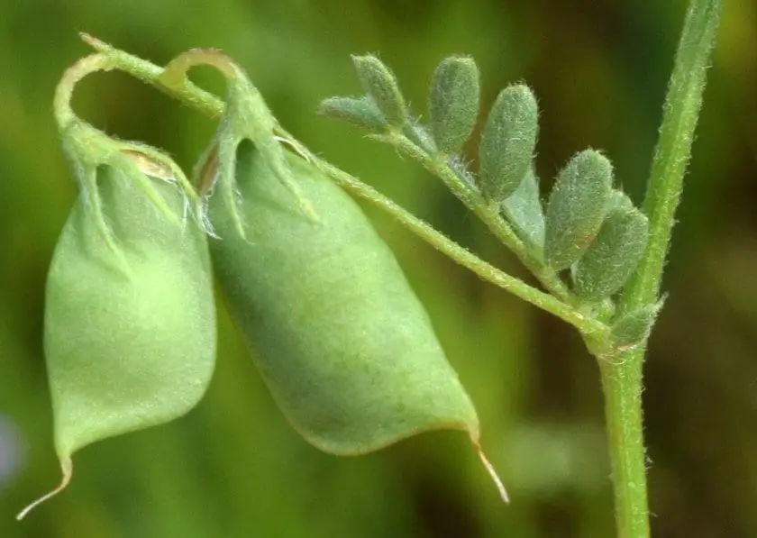 Lentils