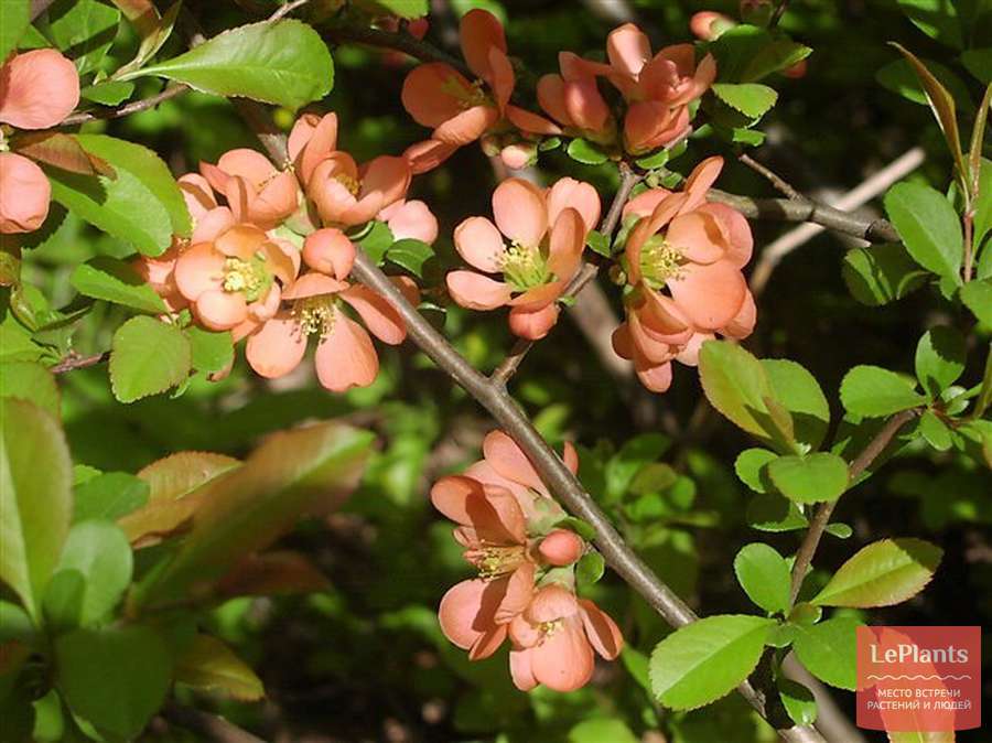Genomeles (quince)