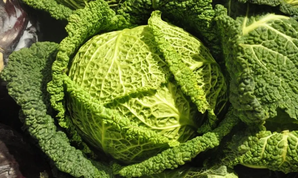 Savoy Cabbage