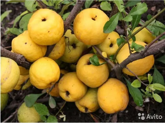 Genomeles (quince)