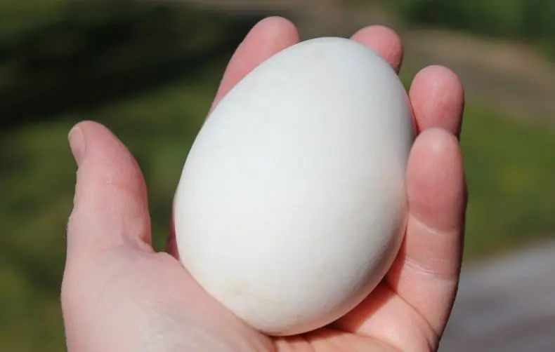 Goose Eggs