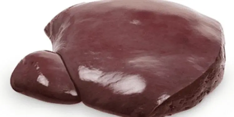 Liver