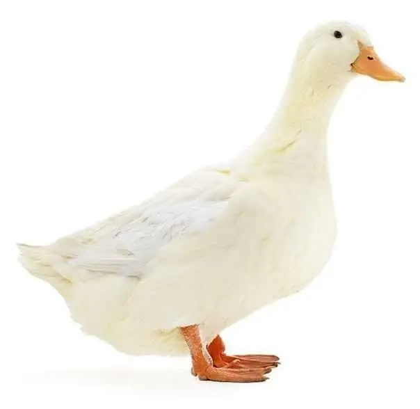 Duck