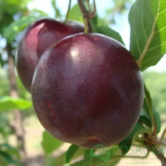 Cherry plum