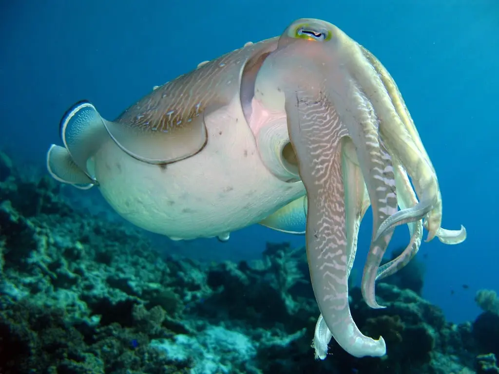 Cuttlefish