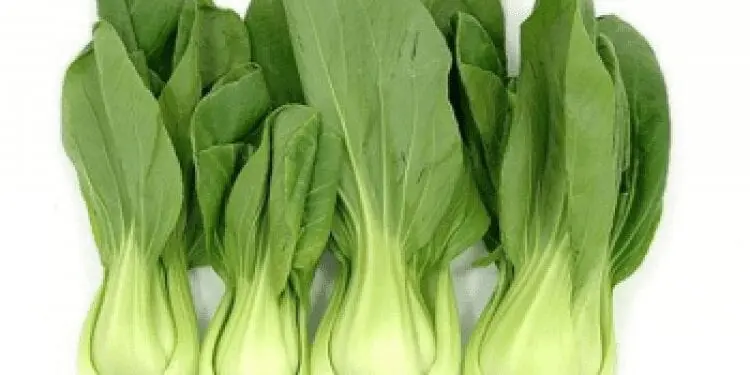 Pak-choy cabbage