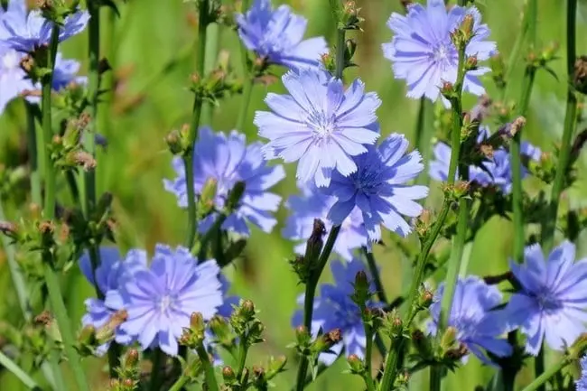 Chicory