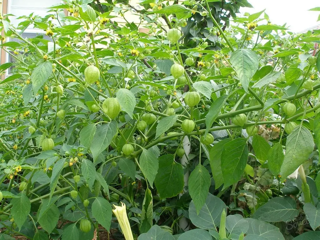 Physalis