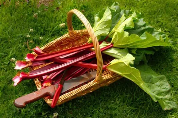 Rhubarb