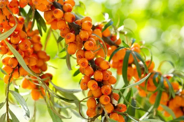 Sea buckthorn