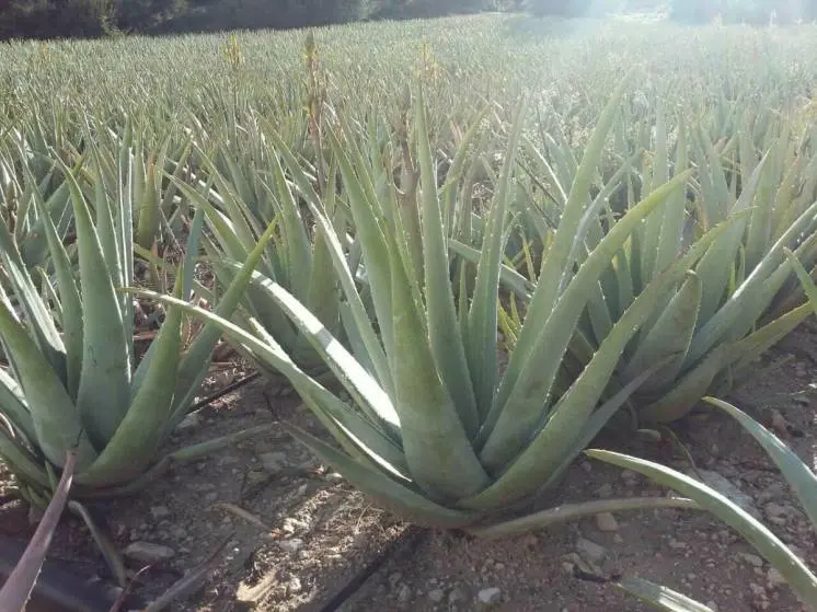 Aloe Vera &#8211; description of the herb. Benefits and harm to human health