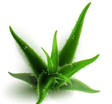 Aloe Vera – description of the herb.芦荟-草药的描述。 Benefits and harm to human health对人类健康的益处和危害
