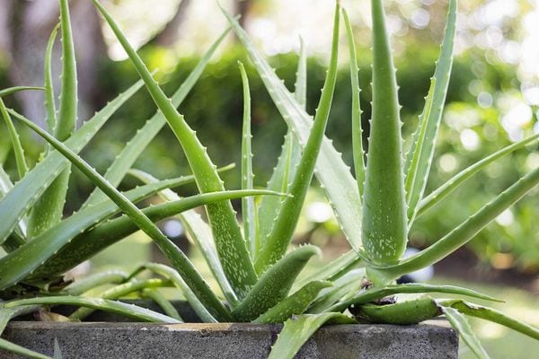 Aloe Vera &#8211; description of the herb. Benefits and harm to human health