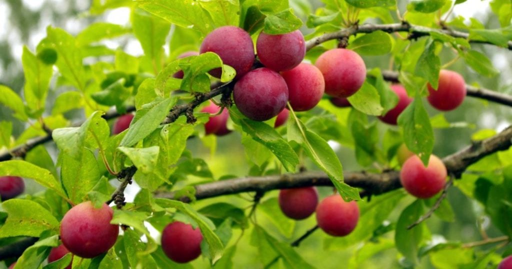 Cherry plum