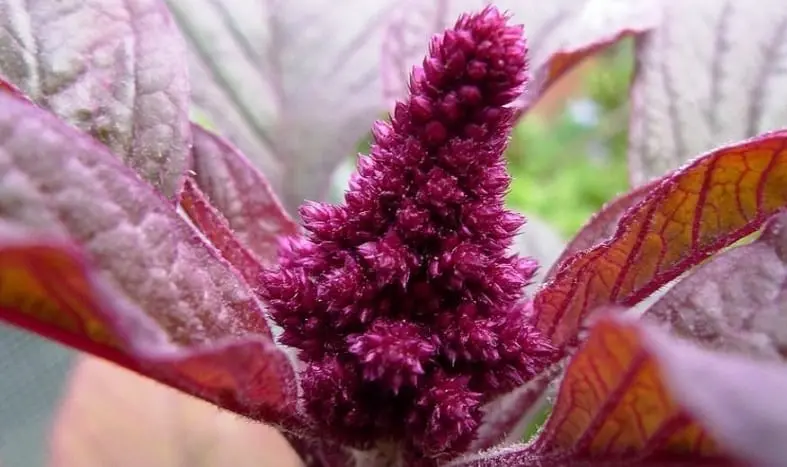 Amaranth