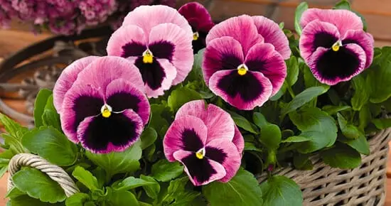 Pansies