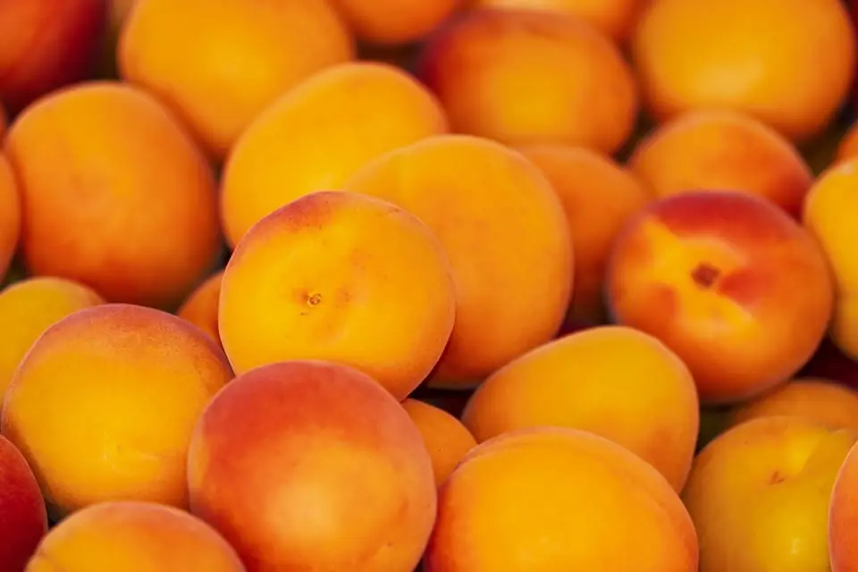 Apricot